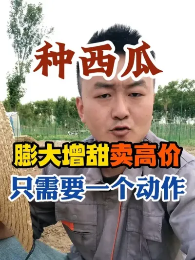 种西瓜膨大增甜卖高价只需要一个动作 #西瓜种植 #农业种植 #种植小技巧 #传播农业小知识 #分享农业知识帮农民增产增收