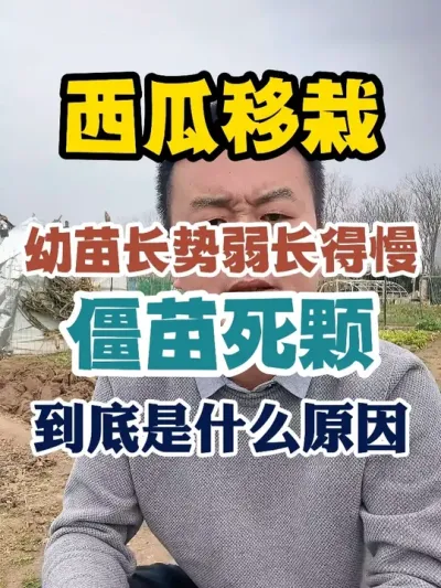 西瓜幼苗移栽后长势弱长得慢僵苗死颗到底因为什么 #西瓜种植 #西瓜种植技术 #种植小技巧 #传播农业小知识