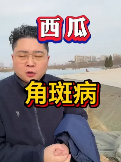 西瓜角斑病 #种西瓜  #西瓜种植 #大棚种植  #麒麟西瓜 瓜#8424西瓜 #番茄种植 #辣椒种植