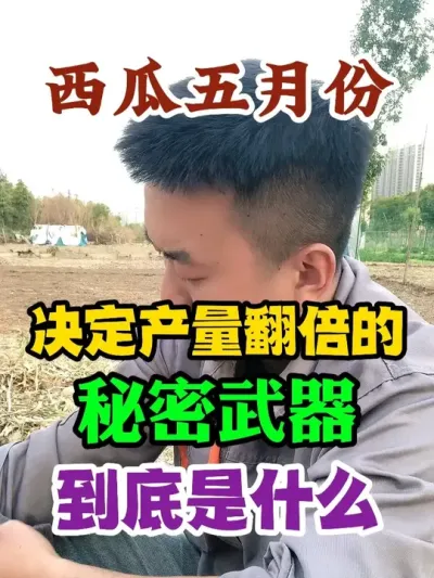 西瓜五月份决定产量翻倍的关键因素是什么 #西瓜种植 #农业种植 #种植小技巧 #传播农业小知识 #分享农业知识帮农民增产增收