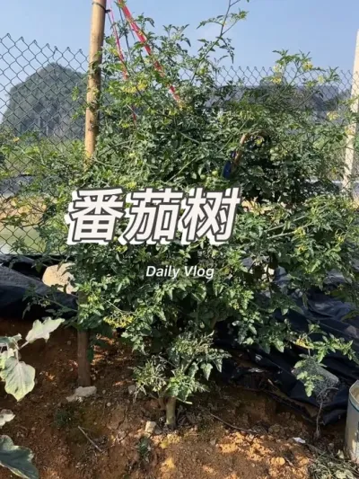 Ʒ�֣���θ����ľ����³��ķҰ��������ԭ�����ڶ��ϴ��ϼ������÷����ڶ�����������������̫������û�����Ҳû��֦����������������������һ�Ŵ��Ʈ