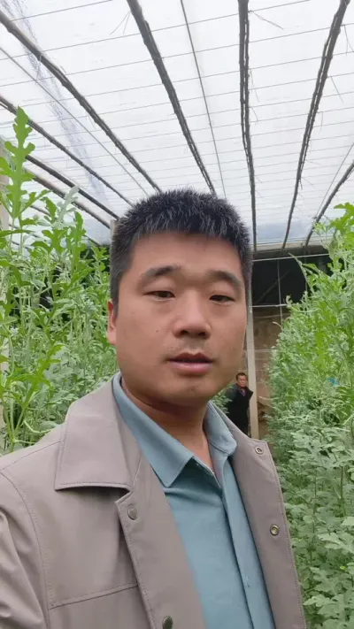 4200棵豫艺彩虹八号西瓜，种植户第一年种植，就管理的很好，6天左右基本上坐瓜完成，期待成熟！#彩虹八号 #彩虹西瓜 #豫艺西瓜 #冰淇淋西瓜 #我为家乡农产品代言