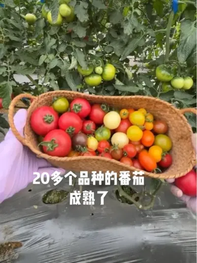 番茄成熟啦，你哪个品种最好吃呢#番茄品种