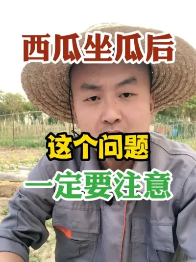 西瓜坐瓜以后这个问题一定要注意 #西瓜种植 #农业种植 #种植小技巧 #传播农业小知识 #分享农业知识帮农民增产增收