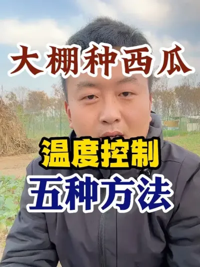 大棚西瓜温度管理五种方法 #西瓜种植 #种植小技巧 #传播农业小知识