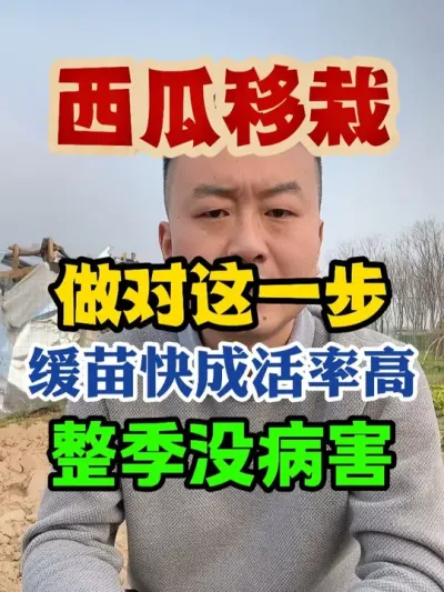 西瓜移栽作对这一步缓苗快成活率高整季没病害 #西瓜种植 #西瓜种植技术 #种植小技巧 #传播农业小知识