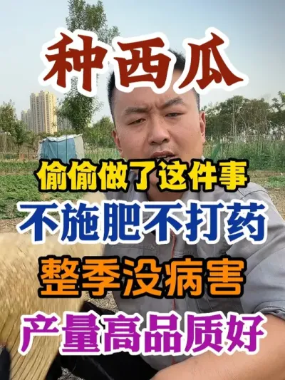 种西瓜偷偷做了这件事不施肥不打药整季没病害产量高品质好 #西瓜种植 #农业种植 #种植小技巧 #传播农业小知识 #分享农业知识帮农民增产增收