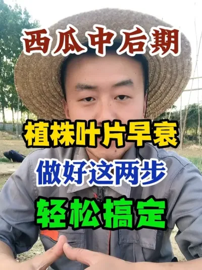 西瓜中后期植株叶片早衰做好这一步轻松搞定 #西瓜种植 #农业种植 #种植小技巧 #传播农业小知识 #分享农业知识帮农民增产增收