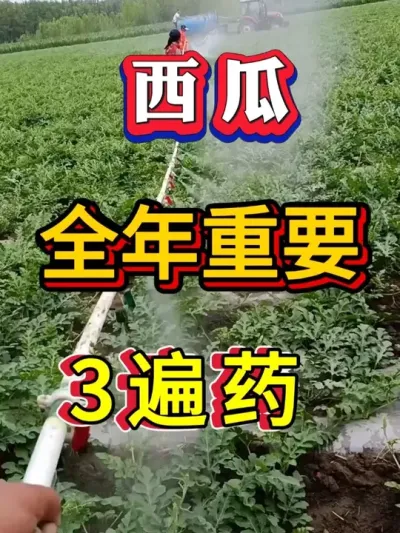 ����������Ҫ����ҩ #����ݪֲ #������ #����ݪֲ #�������� #8424����