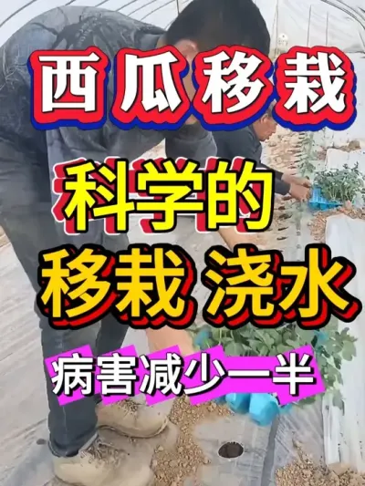 西瓜详细浇水，施肥方法 #种西瓜 #西瓜种植 #大棚种植 #番茄种植  #辣椒种植  #麒麟西瓜 #8424西瓜