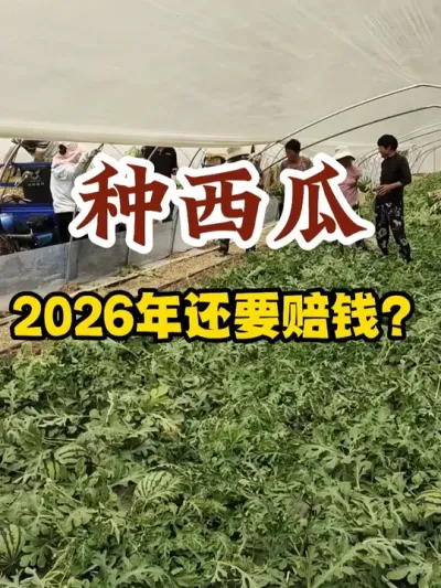 2026年种西瓜还想着赔钱？ #西瓜种植 #西瓜种植技术 #种植小技巧 #传播农业小知识