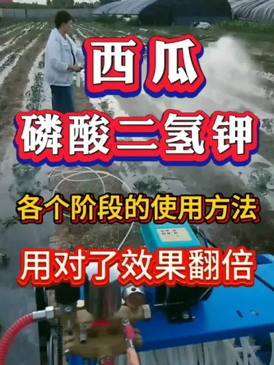 ����������������ϸ���÷����� #����ݪֲ #������ #����ݪֲ #�������� #8424����