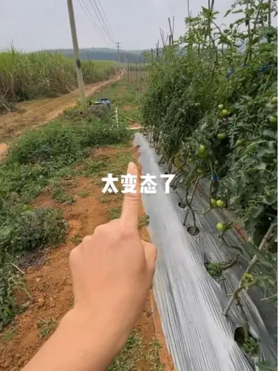 这可是牧心番茄啊，你长的这么随便真的好吗，我那么辛苦种的还没这随便扔的长的好#番茄种植