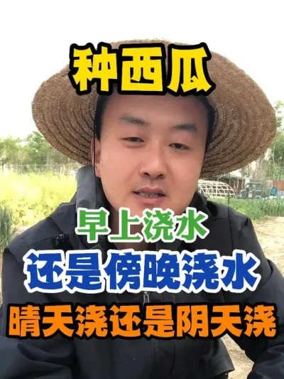 种西瓜是早上浇水还是傍晚浇水晴天浇还是阴天浇 #西瓜种植 #农业种植 #种植小技巧 #传播农业小知识 #分享农业知识帮农民增产增收