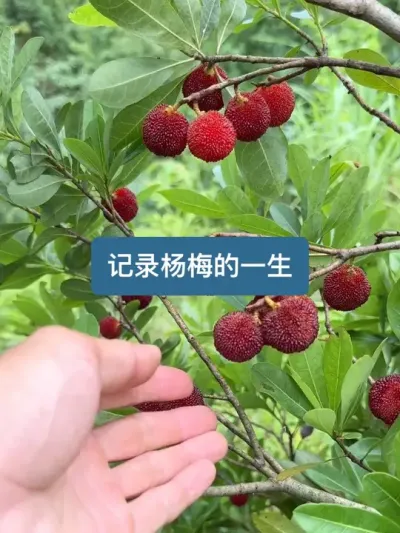 历史三个月，从开花到成熟，记录杨梅的一生 #杨梅 #新农人计划2025