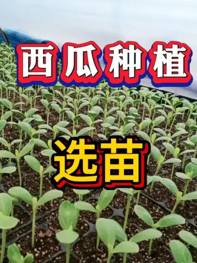 西瓜选苗的流程 #种西瓜 #西瓜种植 #大棚种植 #番茄种植 #辣椒种植  #麒麟西瓜 #8424西瓜
