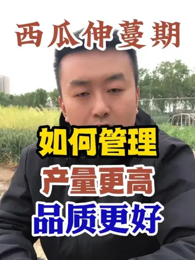 西瓜伸蔓期如何管理产量更高品质更好 #西瓜种植 #农业种植 #种植小技巧 #传播农业小知识 #分享农业知识帮农民增产增收