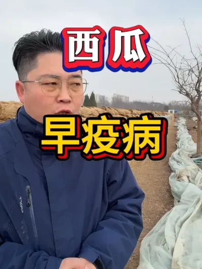 西瓜早疫病防治 #种西瓜  #西瓜种植 #大棚种植  #麒麟西瓜#8424西瓜 #番茄种植  #辣椒种植