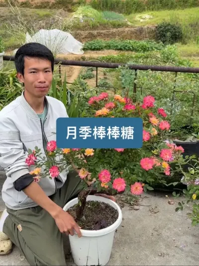 用一年时间嫁接的各种月季棒棒糖，最后太好看了 #月季 #种植小技巧
