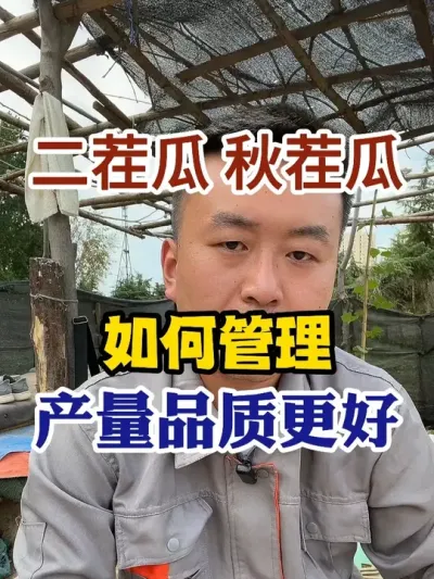 二茬西瓜秋茬西瓜如何管理产量更高品质更好 #西瓜种植 #农业种植 #种植小技巧 #传播农业小知识 #分享农业知识帮农民增产增收
