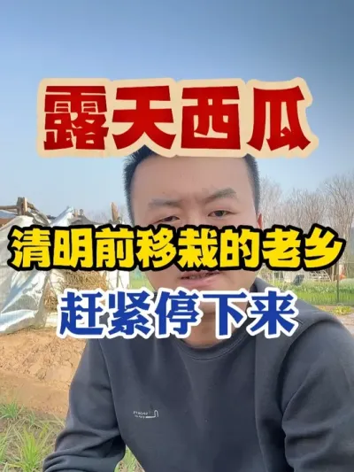 露天西瓜清明节前移栽的老乡赶紧停下来 #西瓜种植 #西瓜种植技术 #种植小技巧 #传播农业小知识