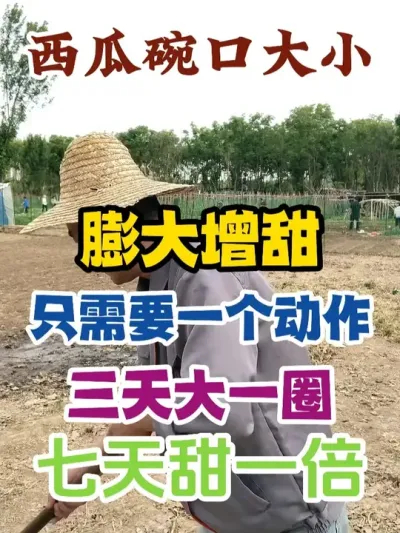 西瓜碗口大小只需要这个动作三天大一圈七天甜一倍 #西瓜种植 #农业种植 #种植小技巧 #传播农业小知识 #分享农业知识帮农民增产增收