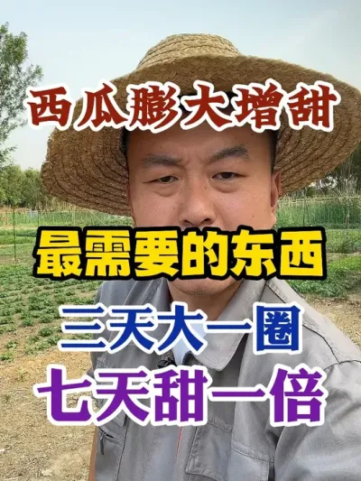 西瓜膨大增甜最需要的一样东西三天瓜大一圈七天瓜甜一倍 #西瓜种植 #农业种植 #种植小技巧 #传播农业小知识 #分享农业知识帮农民增产增收