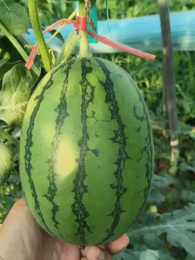 ԥ��K208�＾����С�����������˺���֪���Ʒ�����＾ݪֲK208���������ϸ��е�����#ԥ��K208#ԥ������ #���������