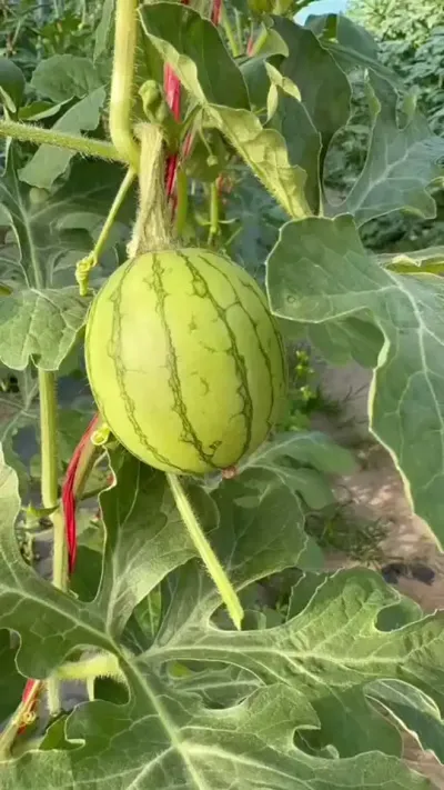 ÿһ����Ʒ�ֵ��ƹ��ֳ������벻��ÿ�����ڵ��Ż���ֻ�к����Ż���Ӯ����ÿС��˽�Ҷ��������棡�ʺ�����ȫ��ҵ����Ҫ������־�����٭������#�ʺ�˺� #�ʺ����� #ԥ������ #���������