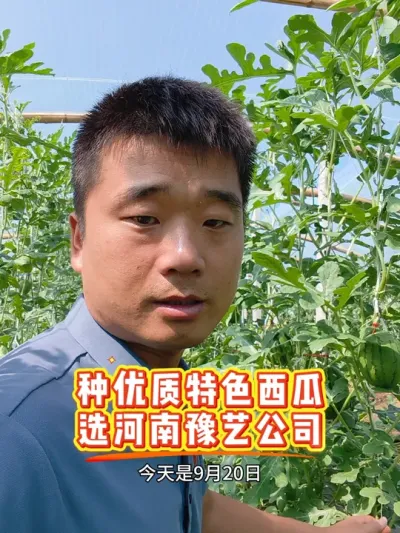 ԥ��K208�＾�������������Ƽ�Ʒ�֣�һ����ݪֲ�������ȹ������Ʒ�֣����ȿ���Ƕȸߣ�����ǿ��#�＾���� #ԥ��K208 #ԥ������