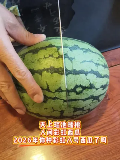 2026�����ֲʺ�˺������������ִ�������ҧһ�ھͰ��ϵ�ζ����������ζ������Ҫ��#�ʺ�˺� #�ʺ����� #ԥ������ #��ȿ���� #�����Լ�����ʳ