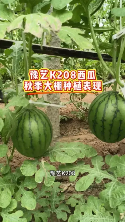 �＾��������Ʒ����ôѡ��ʲô����Ʒ�ָ��ʺ��＾ݪֲ����֪������#ԥ��K208 #ԥ������ #������