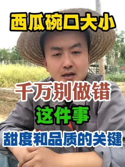 西瓜碗口大小千万别做错这件事甜度和品质的关键 #西瓜种植 #农业种植 #种植小技巧 #传播农业小知识 #分享农业知识帮农民增产增收