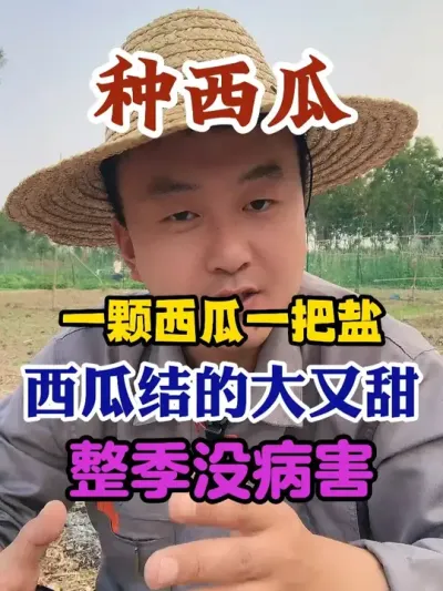 一颗西瓜一把盐整季没病害西瓜长的大又甜 #西瓜种植 #农业种植 #种植小技巧 #传播农业小知识 #分享农业知识帮农民增产增收