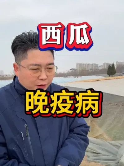 西瓜晚疫病 防治 #种西瓜  #西瓜种植 #大棚种植  #麒麟西瓜 #8424西瓜 #番茄种植 #辣椒种植