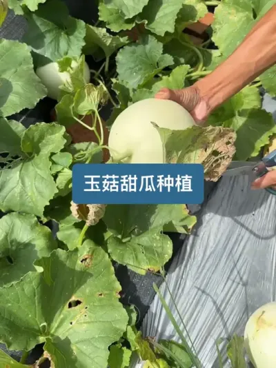 ��ʱ96������ݪֲ���ջ�������ϵ�ݪֲҪ�� #��ũ #ݪֲС���� #��� #��ũ������2025