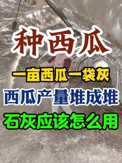 一亩西瓜一袋灰西瓜产量堆成堆石灰应该怎么使用 #西瓜种植 #西瓜种植技术 #种植小技巧 #传播农业小知识