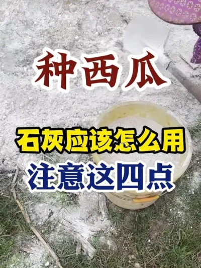 ��������ʯ��Ӧ����ô��ע�����ĵ� #����ݪֲ #ũҵݪֲ #ݪֲС���� #����ũҵС֪ʶ