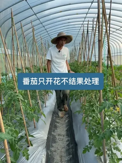 番茄只开花不结果的原因以及处理方法 #种植小技巧 #番茄种植 #新农人计划2025