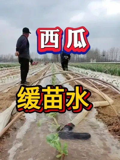 西瓜缓苗水正确配方 #种西瓜 #西瓜种植 #大棚种植  #麒麟西瓜 #8424西瓜  #番茄种植 #辣椒种植