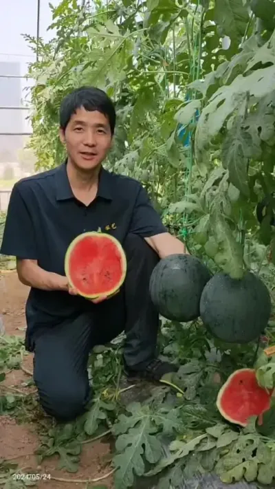 黑皮小甜王吊蔓地爬均可种植的黑皮大红瓤西瓜优秀品种&mdash;&mdash;黑娃二号。#黑皮西瓜 #黑皮甜王#吊蔓西瓜