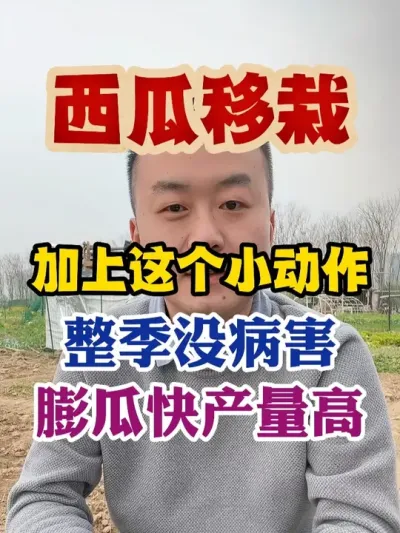 西瓜移栽加上这个小动作整季没病害产量高品质好 #西瓜种植 #西瓜种植技术 #种植小技巧 #传播农业小知识