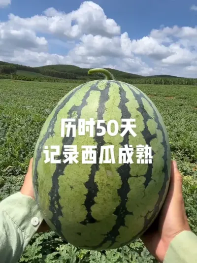 ��ʱ50�������ϴ�С�絽������ݪֲ����û����֦�����һ�𿴿����ϵ��������̰�#������ũ�� #���ϳ��� #����ݪֲ