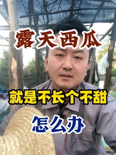 露天西瓜就是不长个不甜怎么办 #西瓜种植 #农业种植 #种植小技巧 #传播农业小知识 #分享农业知识帮农民增产增收