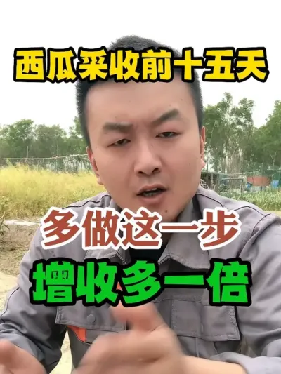 西瓜采收前十五天多做这一步增收多一倍 #西瓜种植 #农业种植 #种植小技巧 #传播农业小知识 #分享农业知识帮农民增产增收
