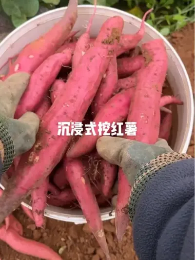 娃放假啦，带她回老家了，天天在村里，唯一的娱乐就是一家人围一起烤火烤红薯，今天带大家体验沉浸式挖红薯#挖红薯的快乐