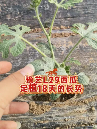 豫艺L29西瓜定植18天后的长势，早熟优质麒麟西瓜，就选她！#豫艺L29 #麒麟西瓜 #豫艺西瓜