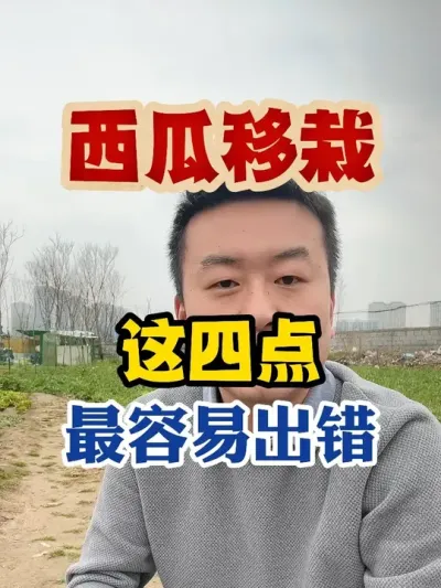 西瓜移栽这四点最容易出错 #西瓜种植 #西瓜种植技术 #种植小技巧 #传播农业小知识