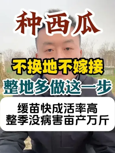 重茬种西瓜不换地不嫁接整地多做这一步缓苗快成活高整季没病害 #西瓜种植 #种植小技巧 #传播农业小知识