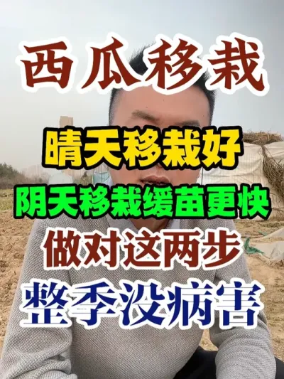 西瓜移栽晴天移栽好还是阴天移栽缓苗更快做对这两步整季没病害 #西瓜种植 #西瓜种植技术 #种植小技巧 #传播农业小知识